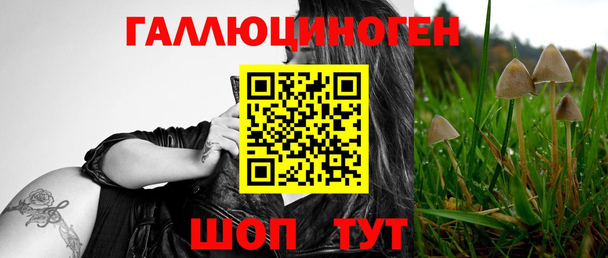 Галлюциногенные грибы Psilocybe Шелехов